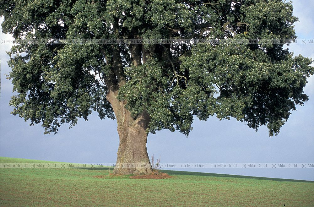Oak tree beside Exe estuary, Devon