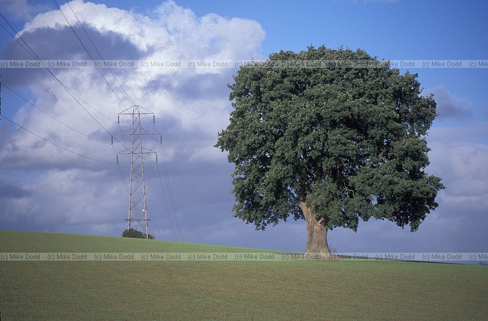 Oak tree beside Exe estuary, Devon