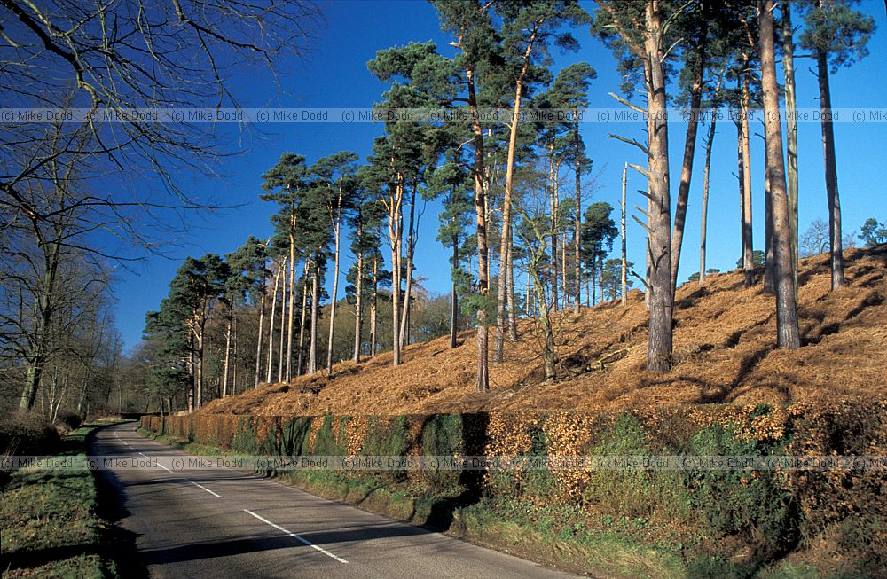 Pines near Woburn