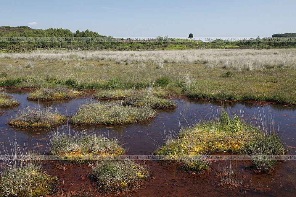 Hartland moor boggy pool