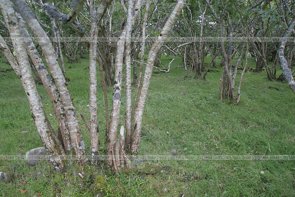 Corylus avellana Hazel coppaced woodland with abundant lichens Tokavaig