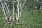 Corylus avellana Hazel coppaced woodland with abundant lichens Tokavaig
