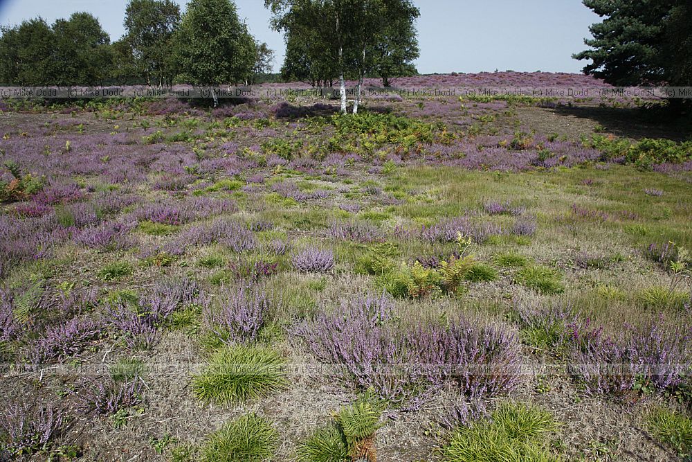 Heathland with heather Calluna vulgaris