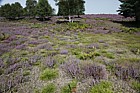 Heathland with heather Calluna vulgaris