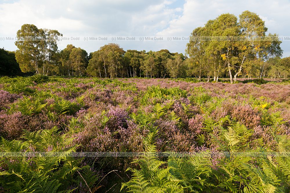 Heathland with heather Calluna vulgaris and birch