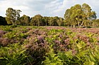 Heathland with heather Calluna vulgaris and birch