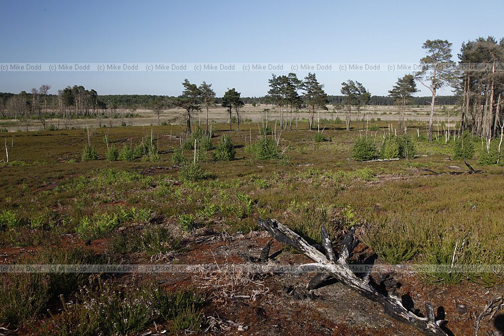 Heathland after fire with regenerating heather Calluna vulgaris