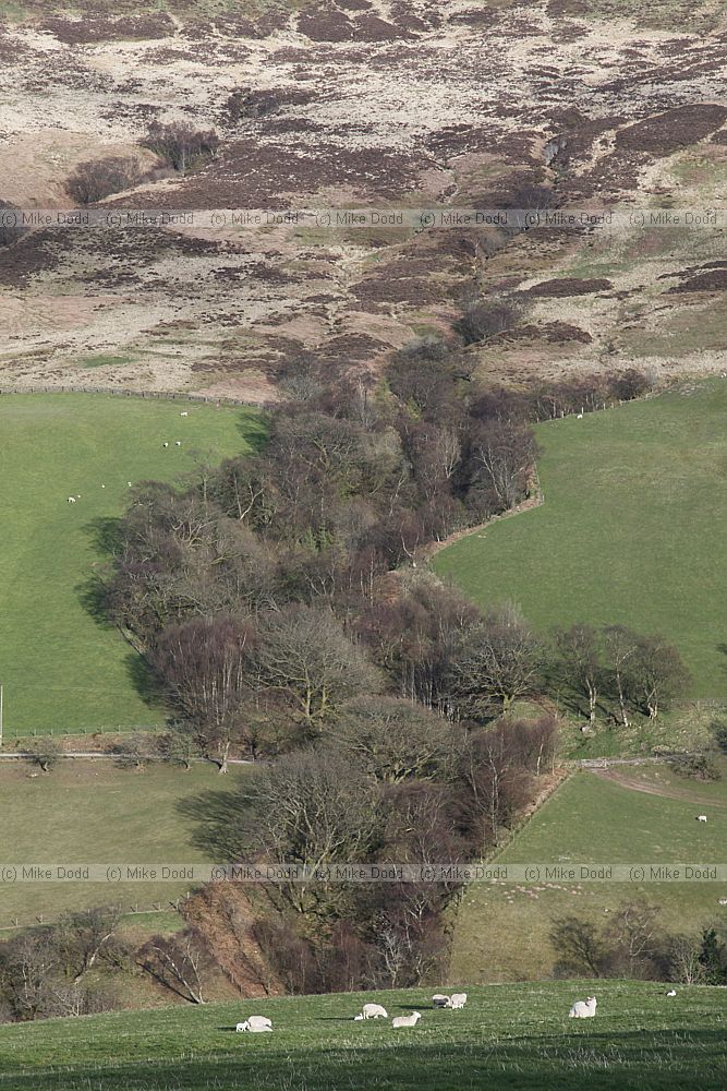 Hillside with sharp change in vegetation from moorland to pasture