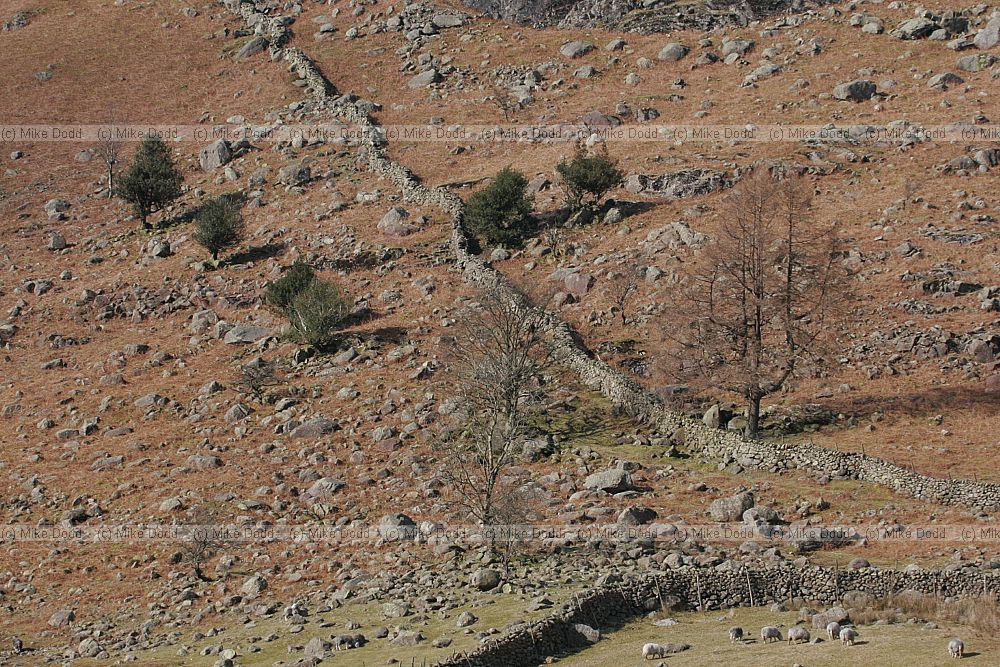 hillside Thirlmere