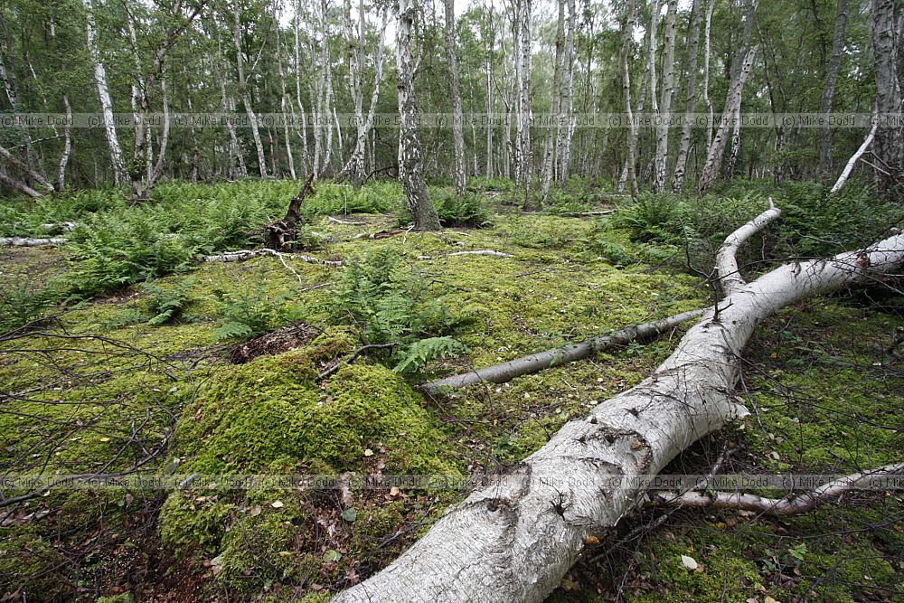 Holme fen with birch woodland and narrow buckler fern (probably)