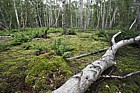 Holme fen with birch woodland and narrow buckler fern (probably)