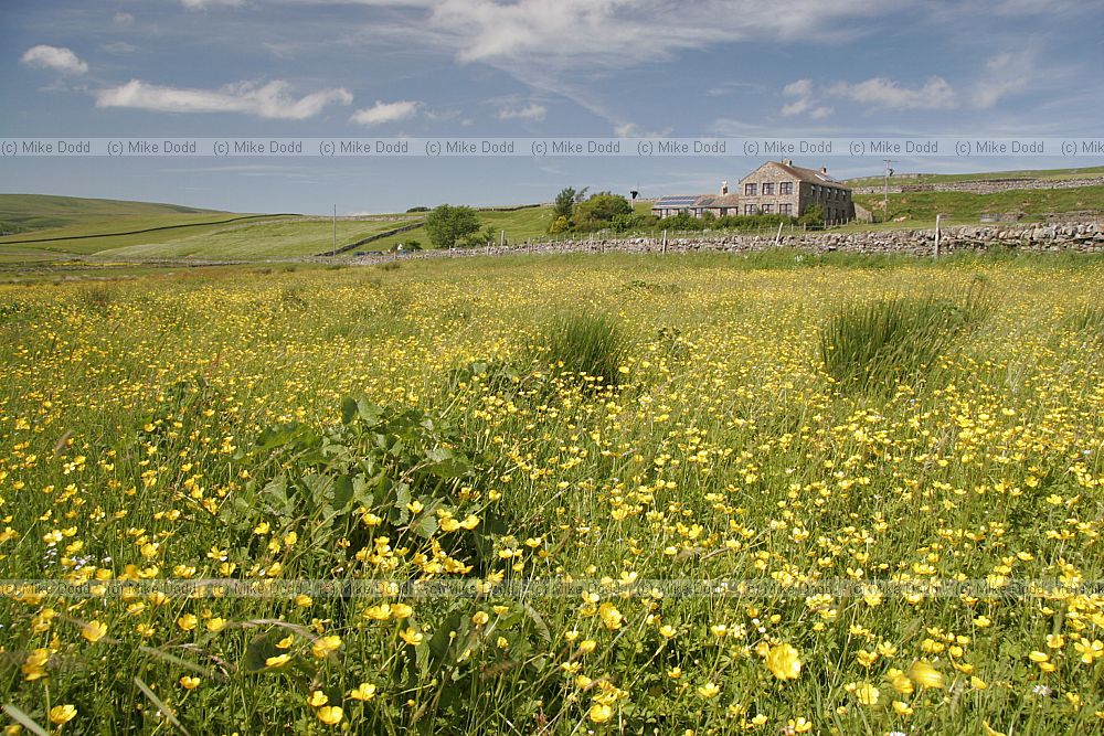 Langdon beck YHA youth hostel Upper Teesdale with flowery meadow
