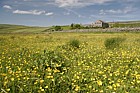 Langdon beck YHA youth hostel Upper Teesdale with flowery meadow