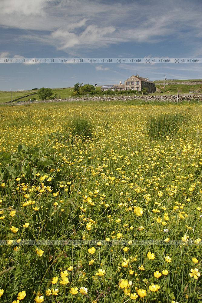 Langdon beck YHA youth hostel Upper Teesdale with flowery meadow