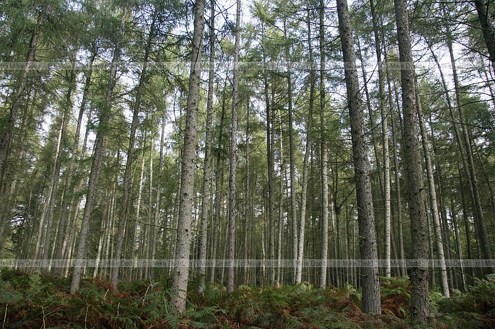 Larch plantation