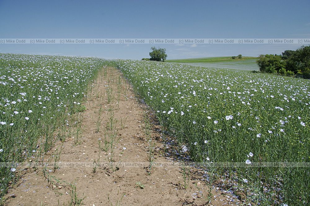 Linseed flowers and green seed capsules