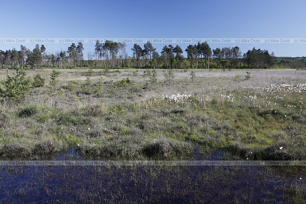 Lowland bog