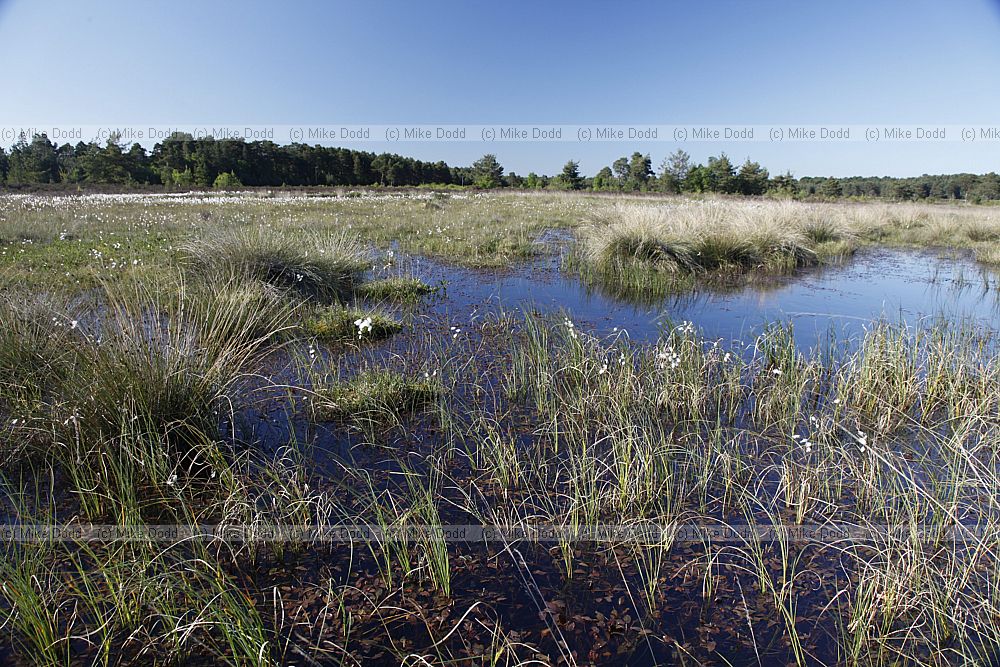 Lowland bog