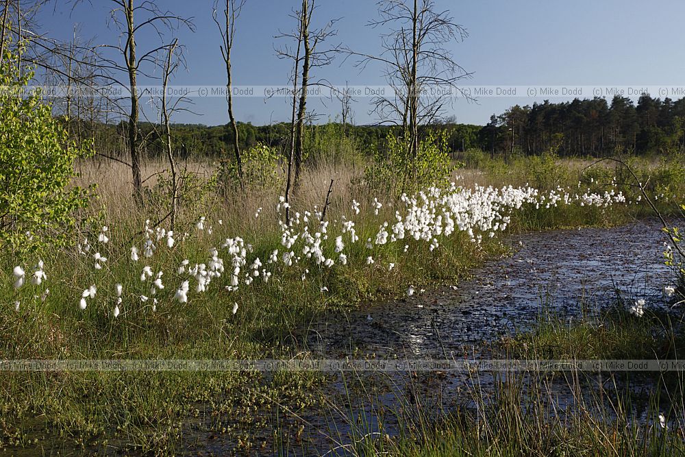 Lowland bog with cotton grass Eriophorum