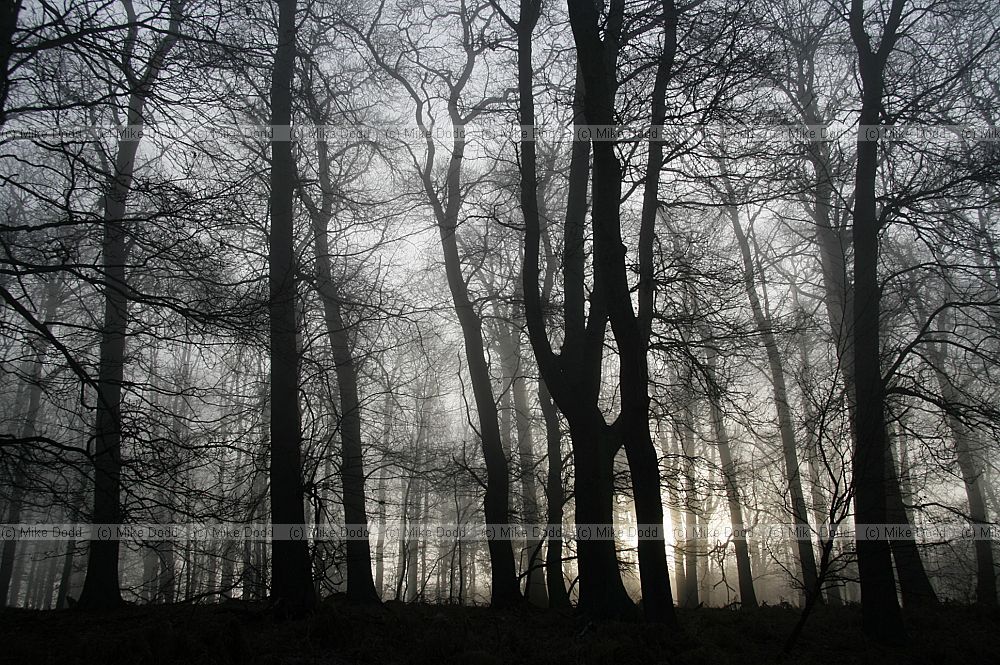 Misty oak woodland