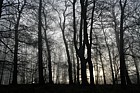 Misty oak woodland