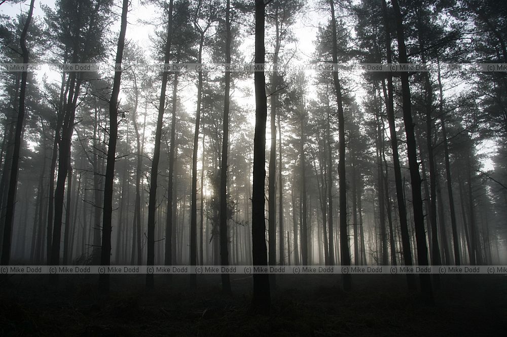 Misty pine woodland