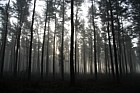 Misty pine woodland