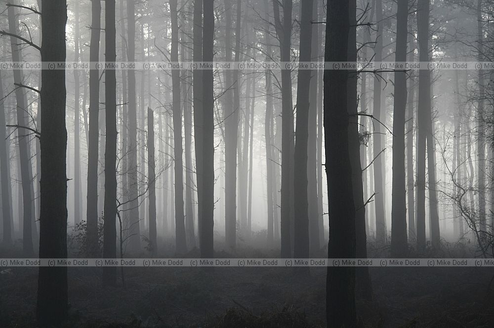 Misty pine woodland