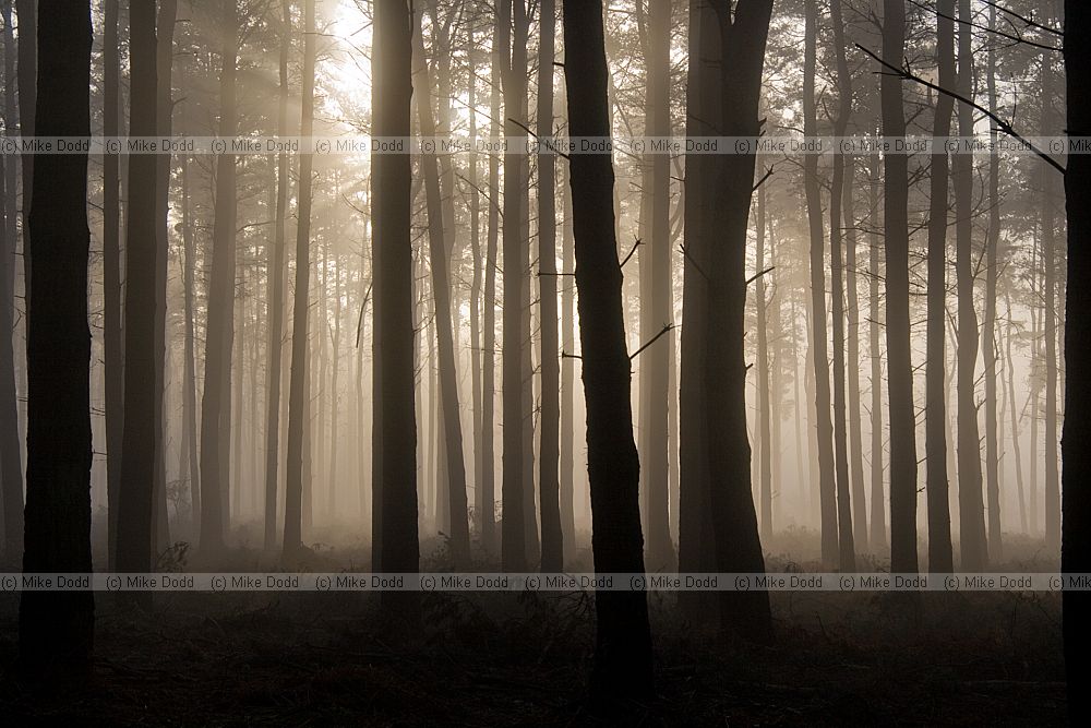 Misty pine woodland