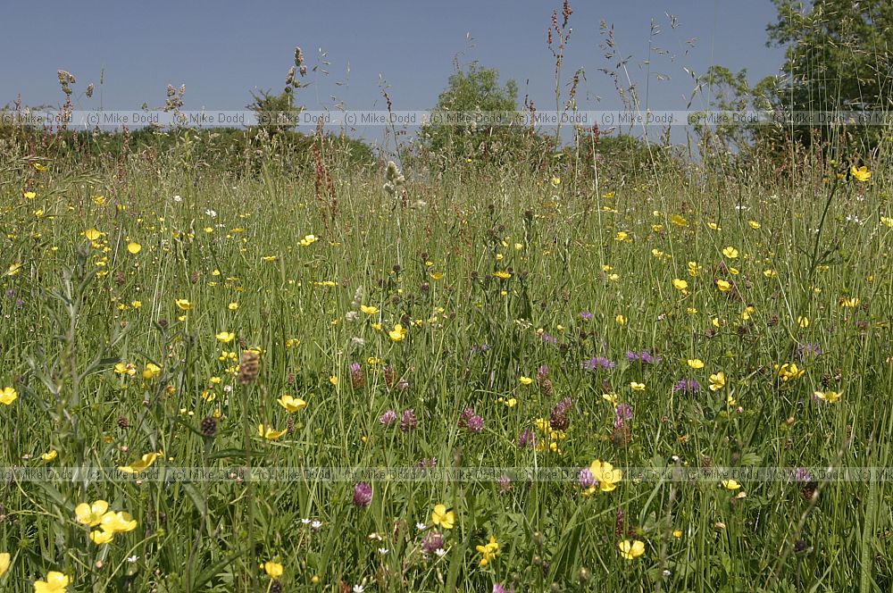 Mixed wild flowers Cricklade