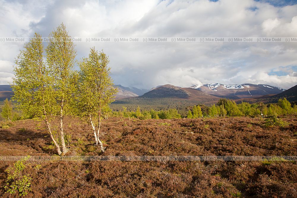Moorland with heather, birch juniper and scots pine