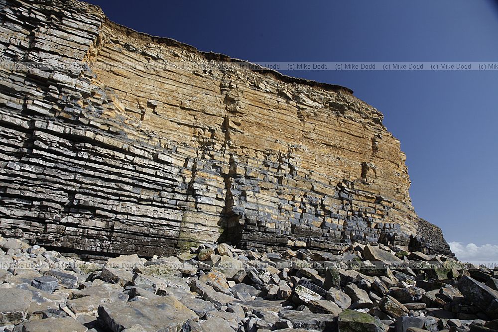 Nash point with liassic limestone shale and carboniferous sandstone