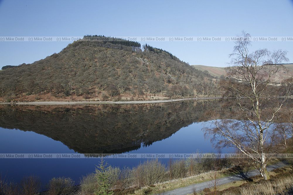 Oak trees Elan Valley