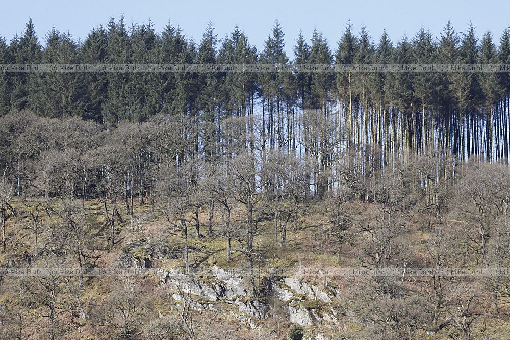 Oak trees with conifers Elan Valley