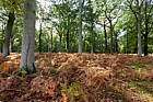Oak woodland with bracken Quercus and Pteridium