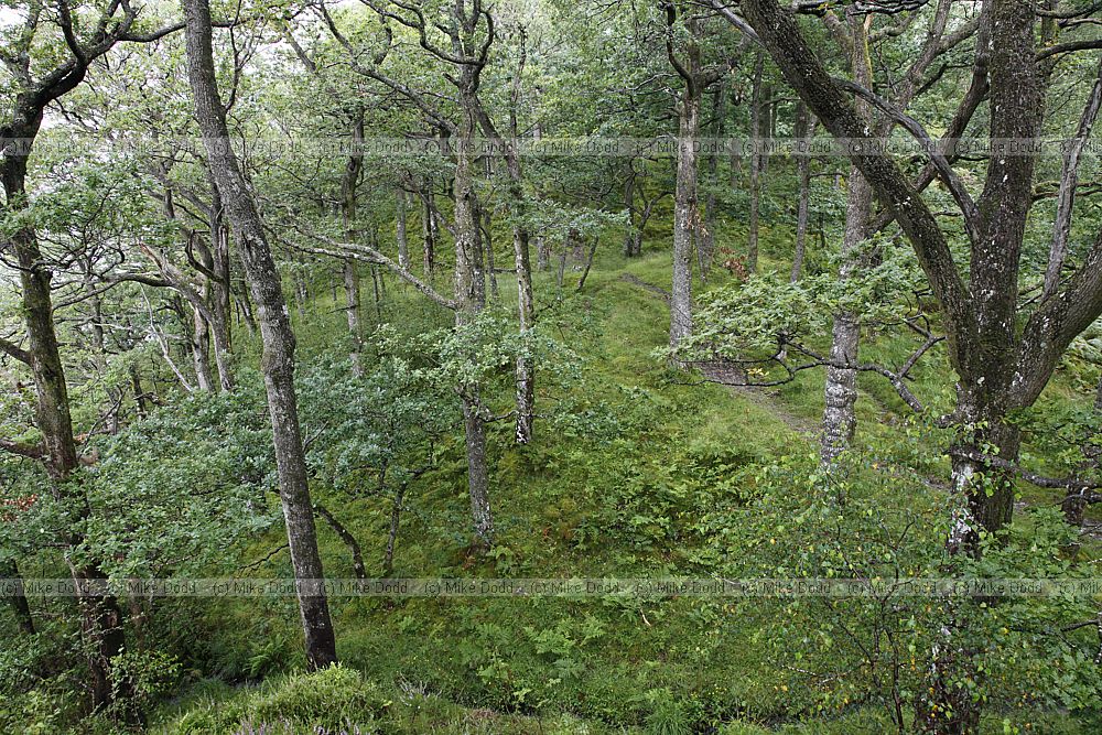 Oak woodland Quercus