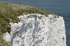 Old Harry rocks chalk cliffs and pinnacles near Swanage