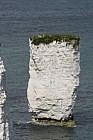 Old Harry rocks chalk cliffs and pinnacles near Swanage