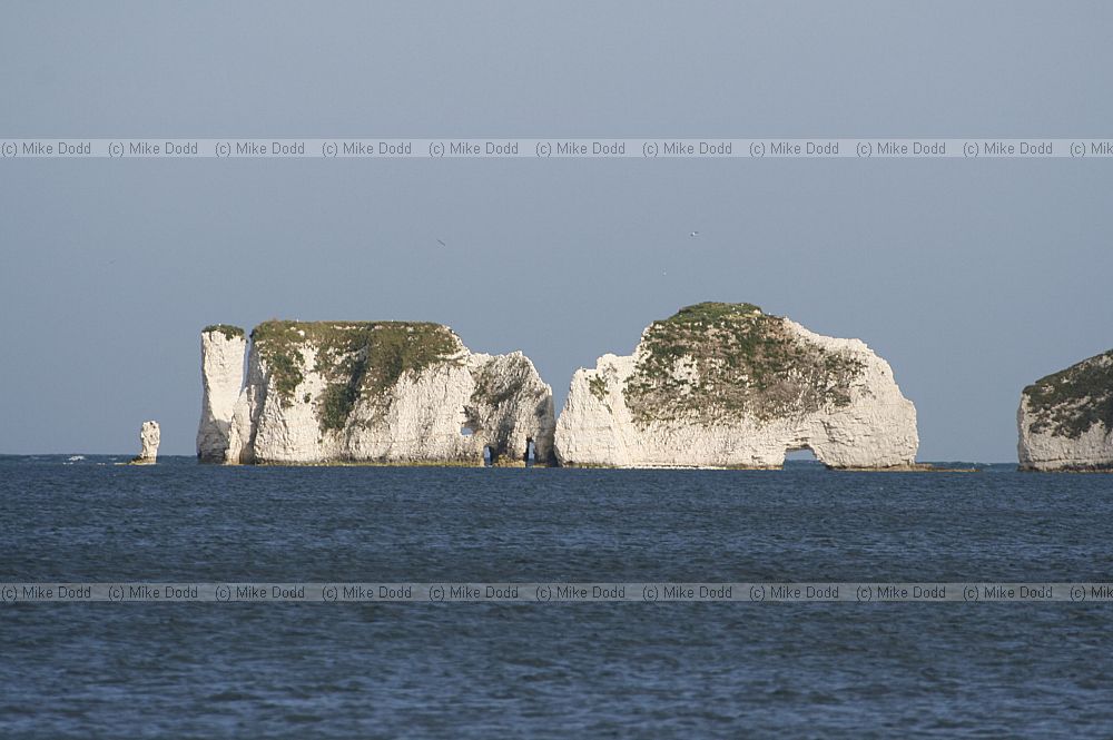 Old Harry rock chalk cliffs and pinnacles near Swanage