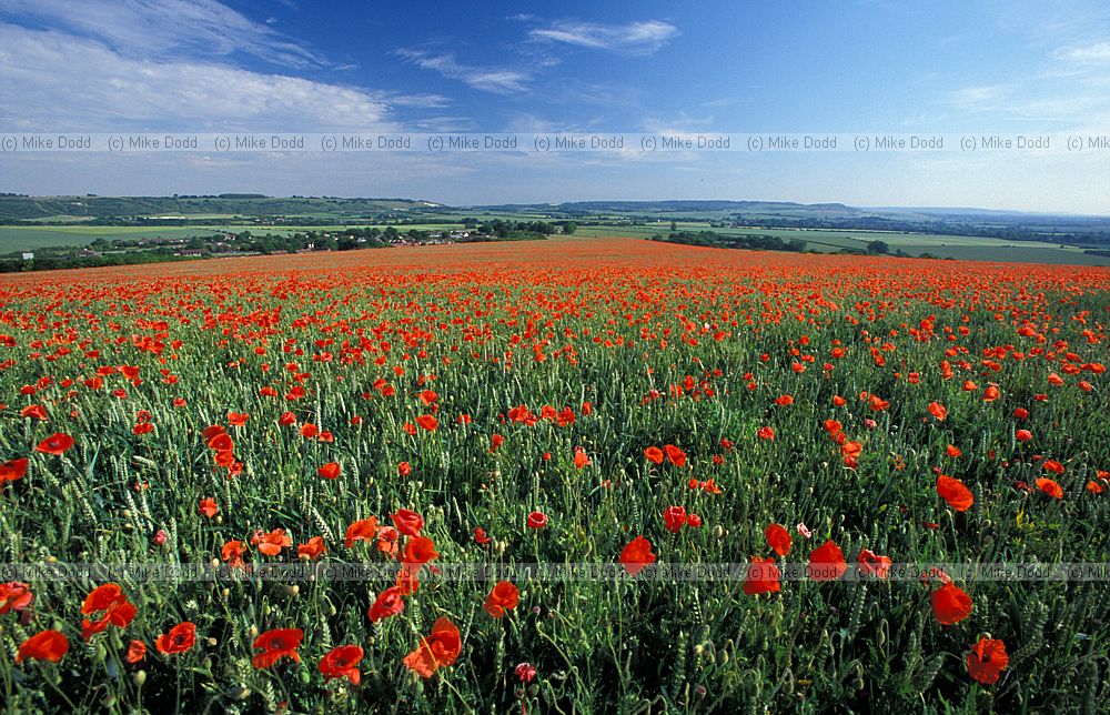 Papaver rhoeas Common Poppy