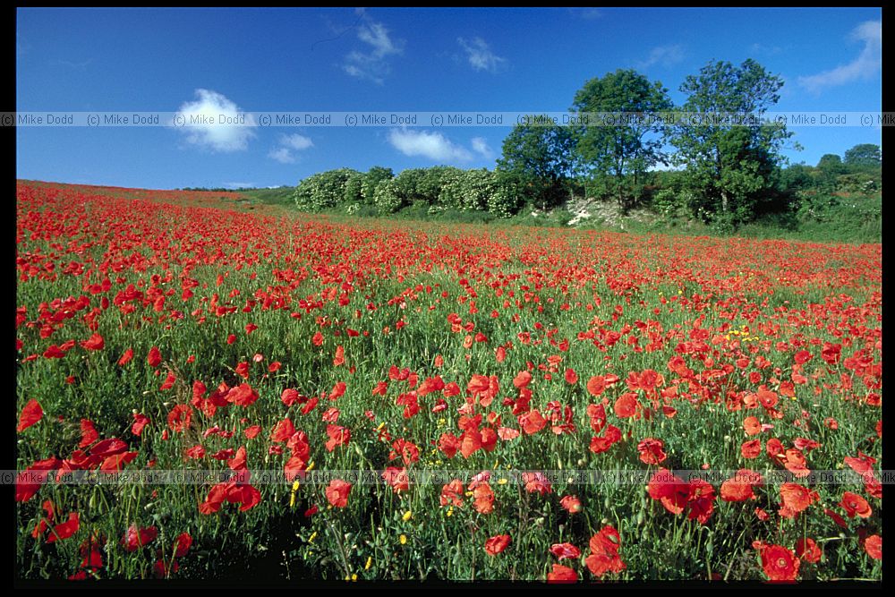 Papaver rhoeas Common Poppy