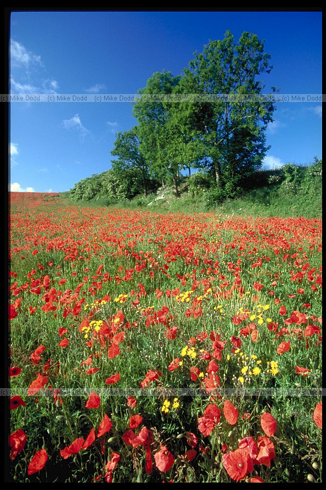 Papaver rhoeas Common Poppy