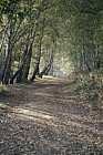 Path through Betula Birch woodland