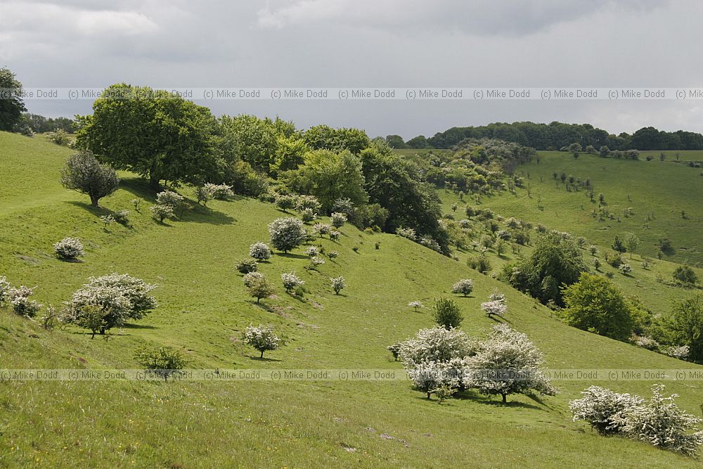 Chalk grassland and view from the Pegsden hills