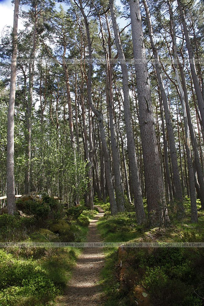 Pinus sylvestris Scots pine forest