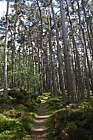Pinus sylvestris Scots pine forest