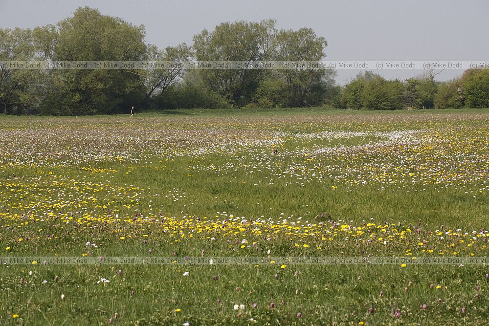 Plant communities at Cricklade