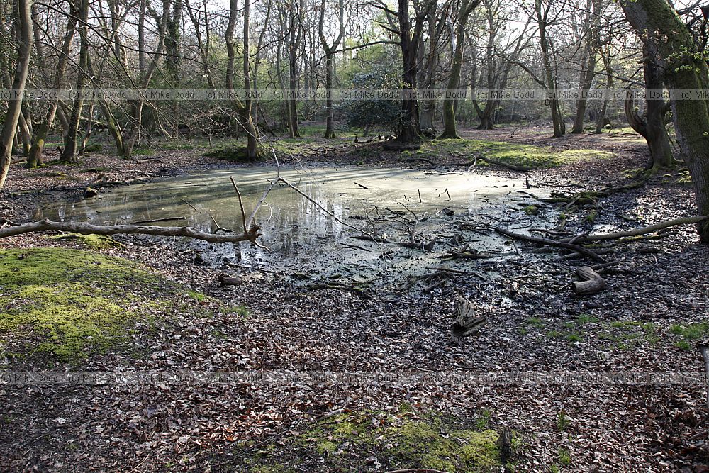 Pond in woodland