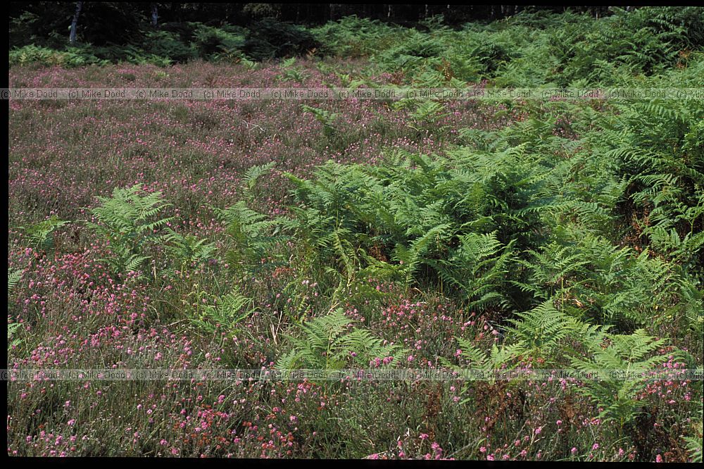 Pteridium aquilinium Bracken