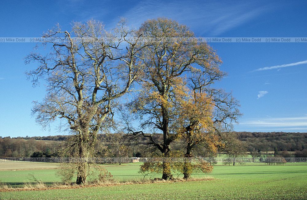 Quercus robur English Oak or Pedunculate Oak